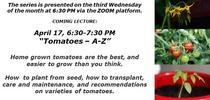 04-17-24 -Wednesdays With A MG-Tomatoes for UCCE MG OC News Blog