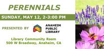 05-12-24-Perennials-Anaheim for UCCE MG OC News Blog