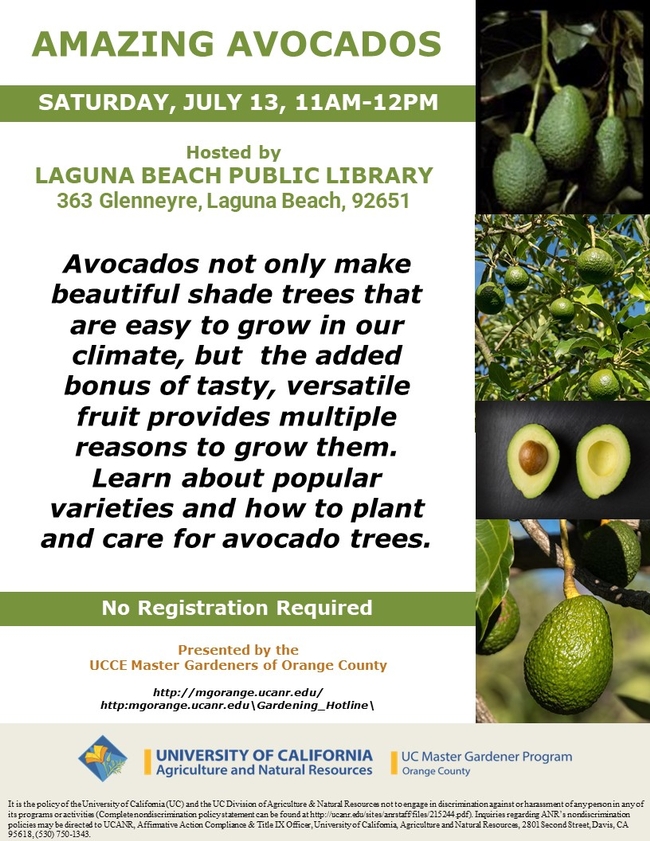 Grow Your Own Avocado Tree! Join Our Amazing Avocados Event