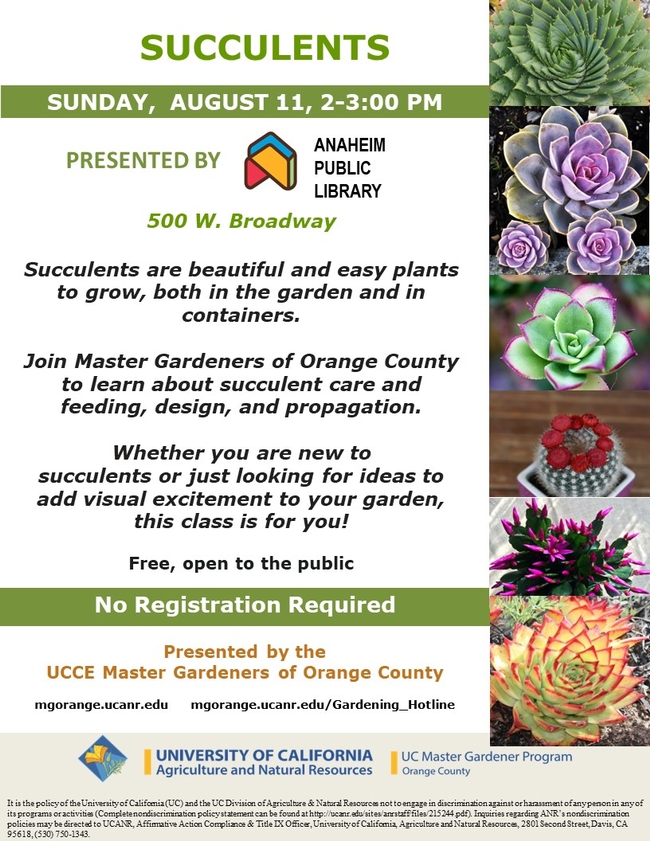 Ready to Elevate Your Garden? Learn Succulent Care & Design