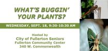 09-18-24-What's Buggin Plants-Fullerton for UCCE MG OC News Blog