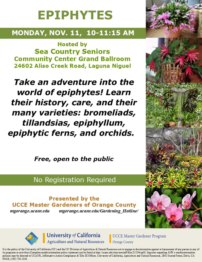 Explore Epiphytes! Discover the Secrets of Air Plants & Orchids