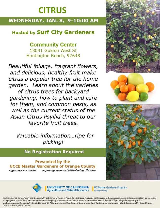 Grow Your Best Citrus Yet: Tips, Varieties, and Pest Protection