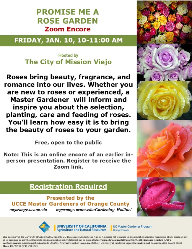 Encore! Master the Art of Rose Gardening in This Zoom Event