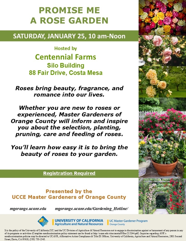 Your Perfect Rose Garden Awaits – Learn How at Our Event!