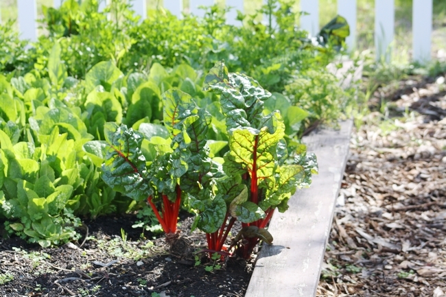 Ten tips gardening drought