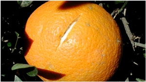 splitting-orange