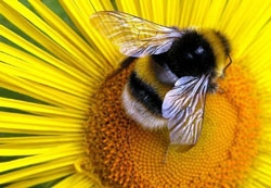bee-pollen2
