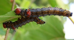 redhumped caterpillars2