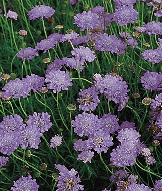 scabiosa