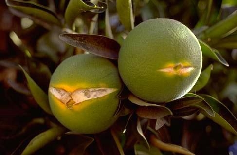 Oranges Splitting