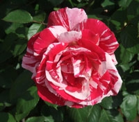 heritage-rose-garden-007