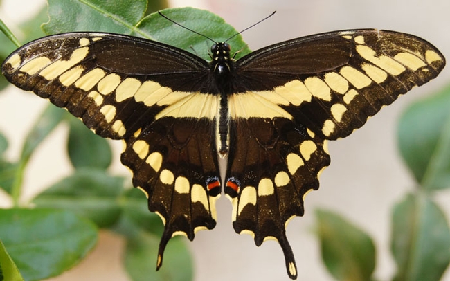 bio giant swallowtail
