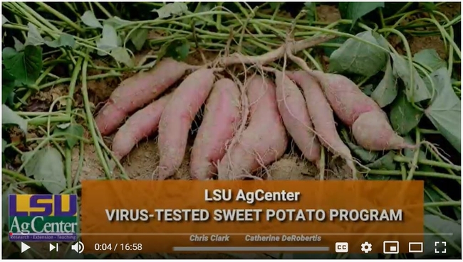 A screenshot of a YouTube video introduction to the LSU Virus-Tested Sweet Potato Program video.