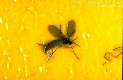 Top 5 Ways to Get Rid of Fungus Gnats - The Radiant Abode