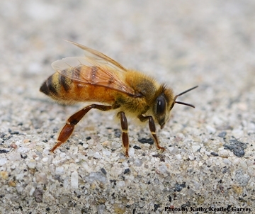 San Diego beekeepers see dozens of colonies die overnight - The