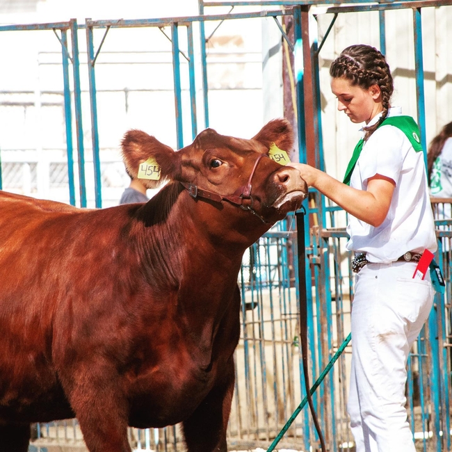 4-H el programa que desde 1903 conecta a los jóvenes con la agricultura, tecnología, ganadería y robótica entre otros.