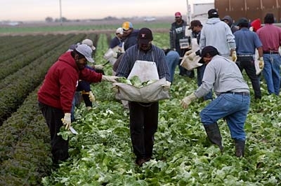 Latino harvesting