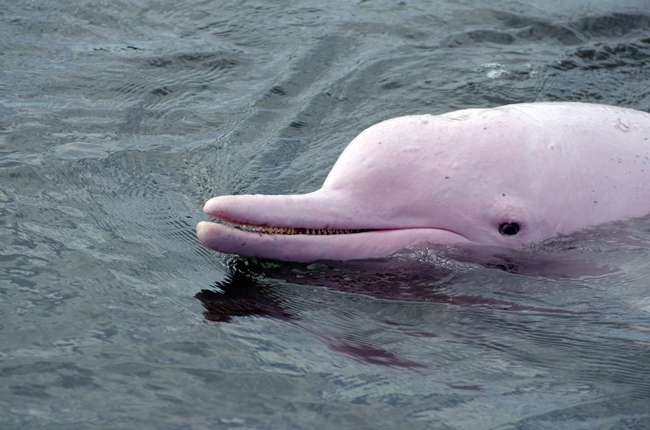 Image of a pink dolphin.