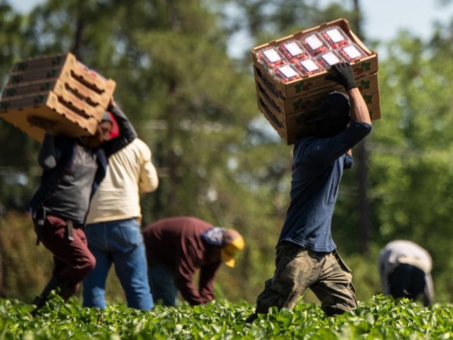 farmworkers-w-boxes-usda-pic