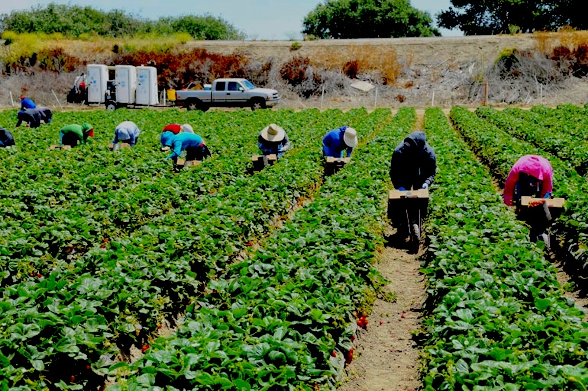 Trabajadores Agrícolas En Riesgo De Obesidad Y Presión Arterial Alta Dicen Investigadores De La 1673