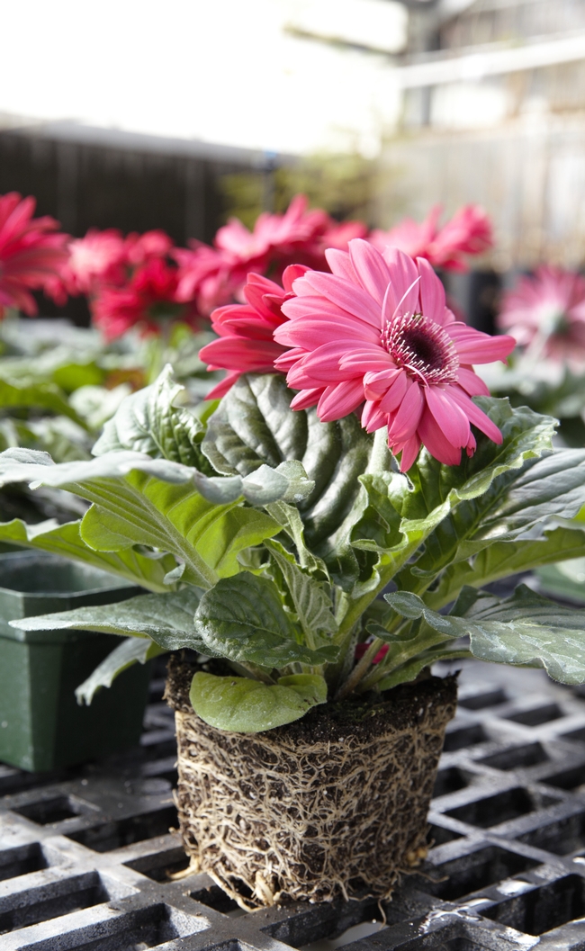 Healthy Gerbera plant and roots