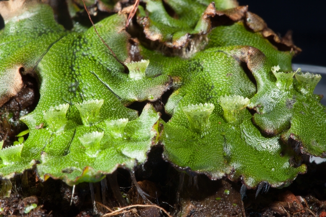 Liverwort with pores on upper surface