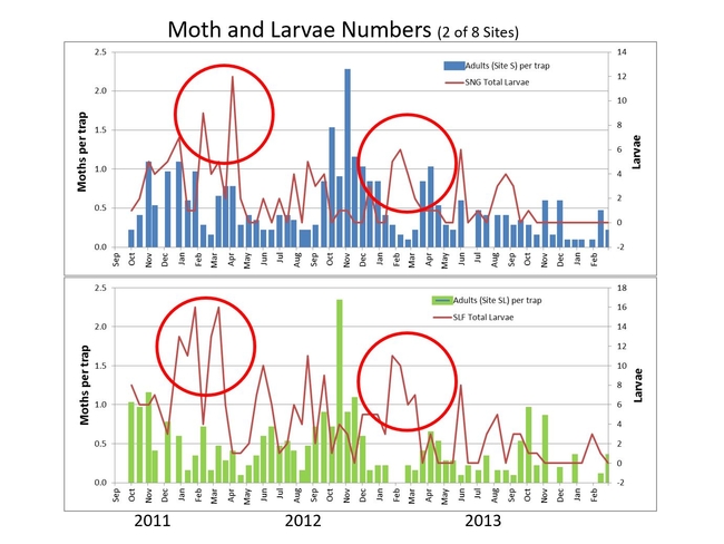 Lbam moth flights and larvae