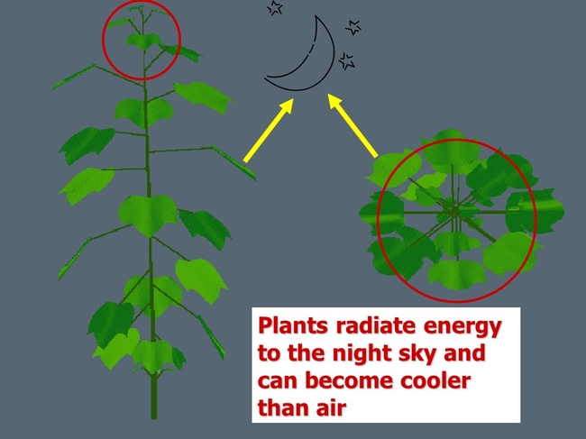 radiate from greenhouse surface
