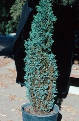 Chamaecyparis  plant