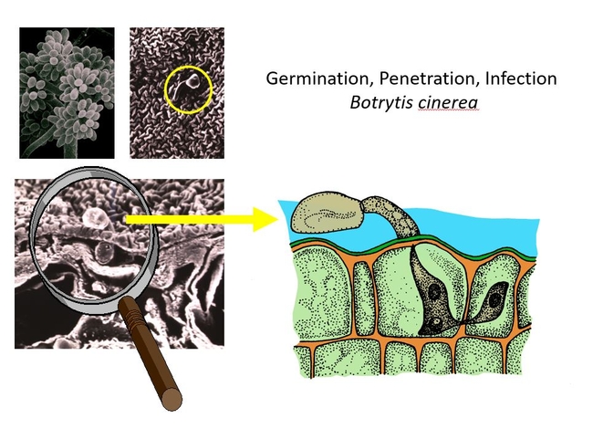Germination, Penetration, Infection Botrytis