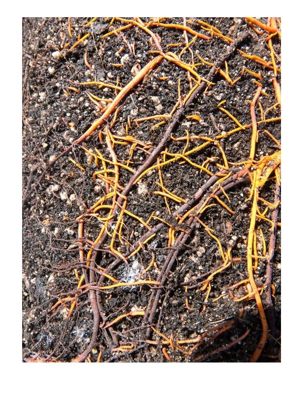 Root rot on Frangula