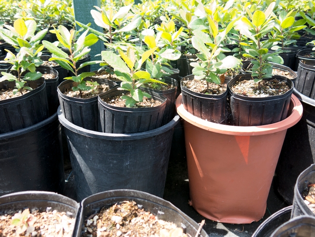 Tree pots can be cleverly placed inside larger pots to support their bottoms off the ground.