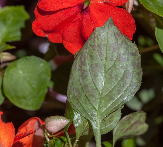 Possibly the first indication of downy mildew on impatiens