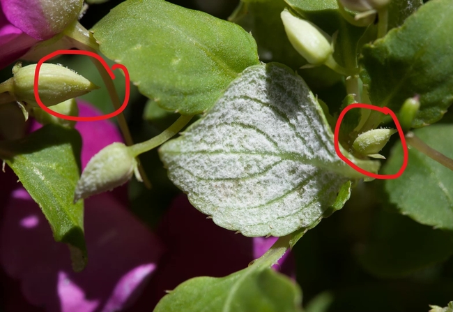 Downy mildew sporulation on undersides of leaves and buds (circled)