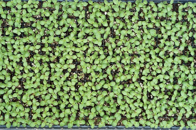 Apparently healthy flat of snapdragon seedlings, except......