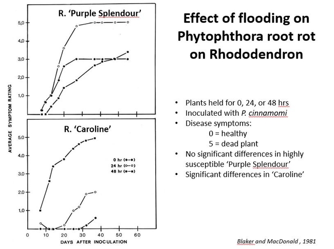 Fig 2. Effect of flooding on Phytophthora root rot