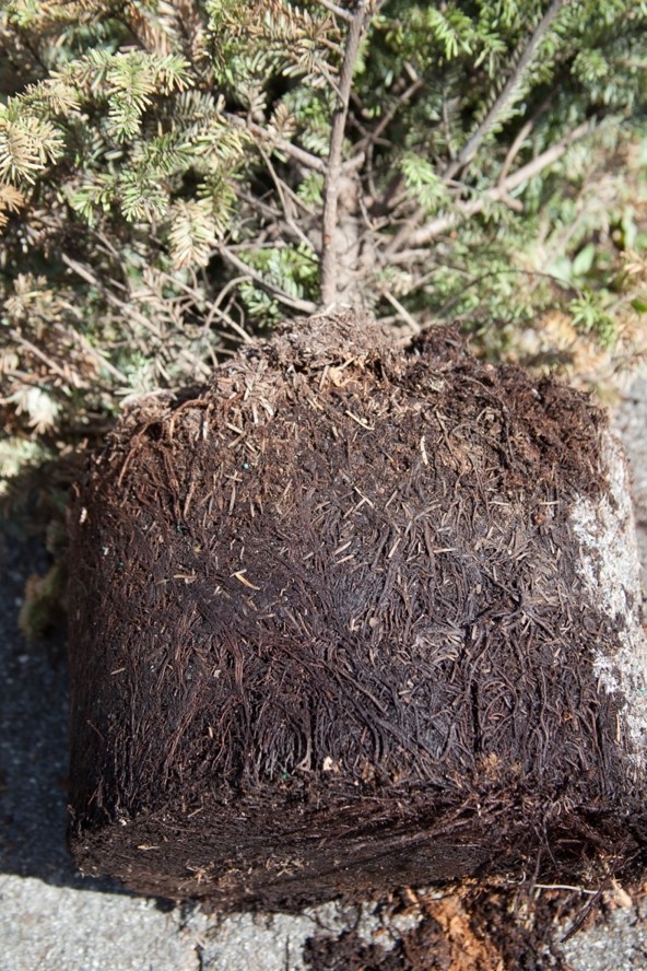 Fig 5. Phytophthora root rot on fir. Still some healthy roots at the surface, for a while.