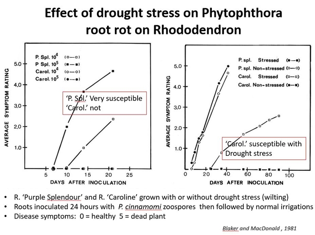 The effect of drought stress on Phytophthora root rot.