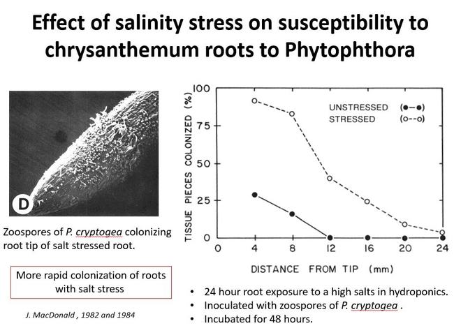 Fig 3. Effect of salinity stress and Phytophthora.