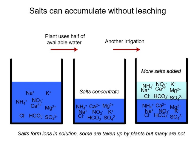 Fig 1 Salts accumulate if there is no leaching.