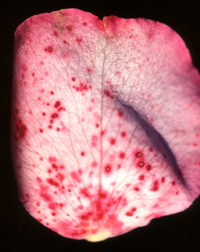Fig 1. Rose petals with early Botrytis symptoms. Note necrotic spots with dark halos.