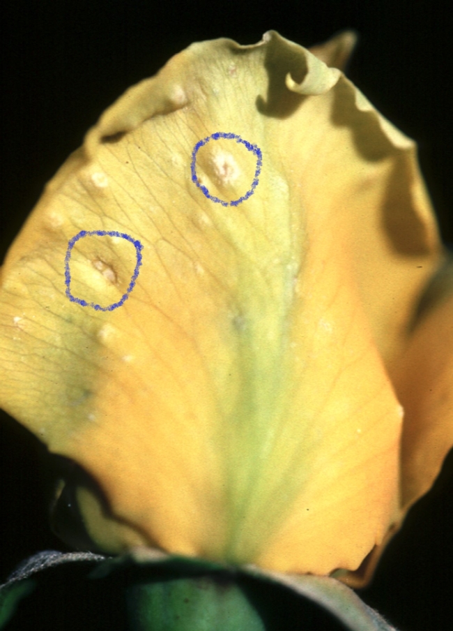 Fig 2. Rose petals with early Botrytis symptoms. Note necrotic spots with dark halos (circled)