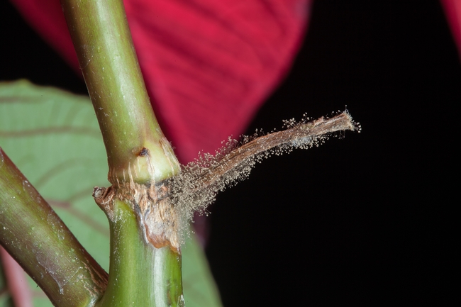 Fig 5. A broken poinsettia leaf left a stub of dying tissue that became infected, and this stub became the launching pad for the Botrytis to enter the main stem.