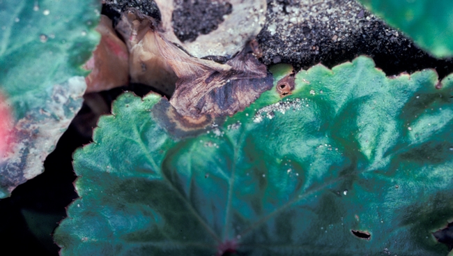 Fig 4. Botrytis on tuberous begonia. Note old petals dropped on mature leaves and began new infection.