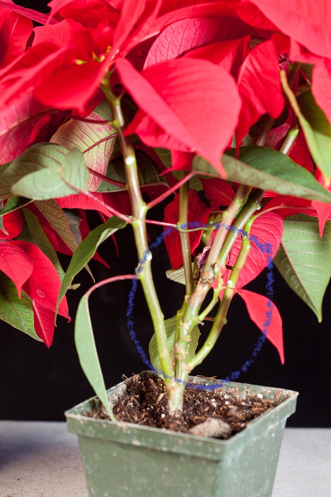 Fig 6. Botrytis canker on stems of poinsettia. Note circled area is where the photo above was taken. Eventually the infected stems died and the plnat rogued from crop.