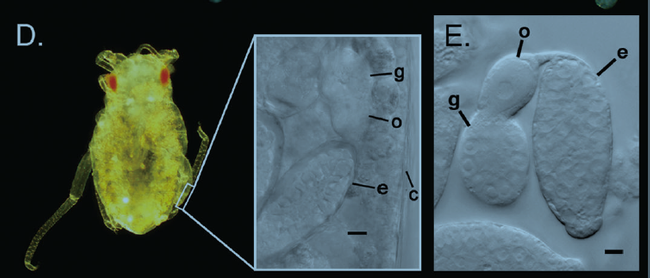 A late‐stage prenatal daughter embryo that already possesses multicellular embryos (granddaughter embryos) withinits own ovaries (see inset for an image through the embryonic cuticle of the daughter). (E) A granddaughter embryo dissected out of a latestageprenatal embryo. g, germarium; o, oocyte; e, embryo; c, cuticle of daughter embryo. Scale bars are 10 microns. See: G.Davis, 2012