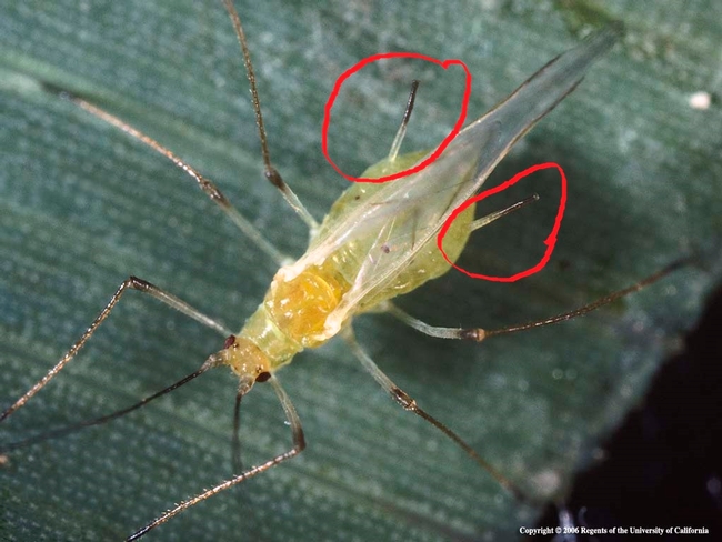 Potato aphid winged adult with cornicles