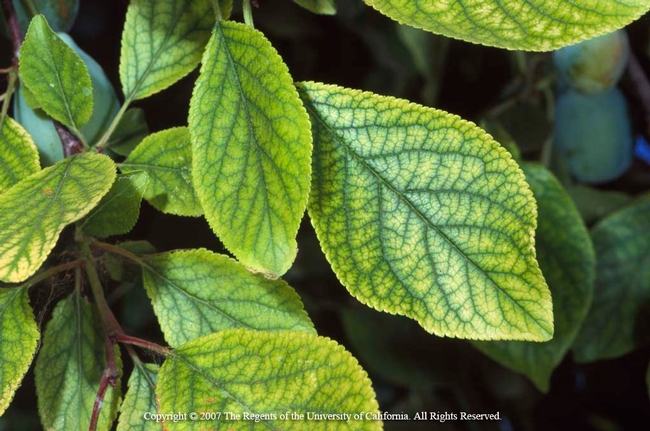 Interveinal chlorosis commonly caused by iron deficiency in the leaves (sometimes manganese or zinc). However, this does not necessarily mean these nutrients are deficient in the soil.