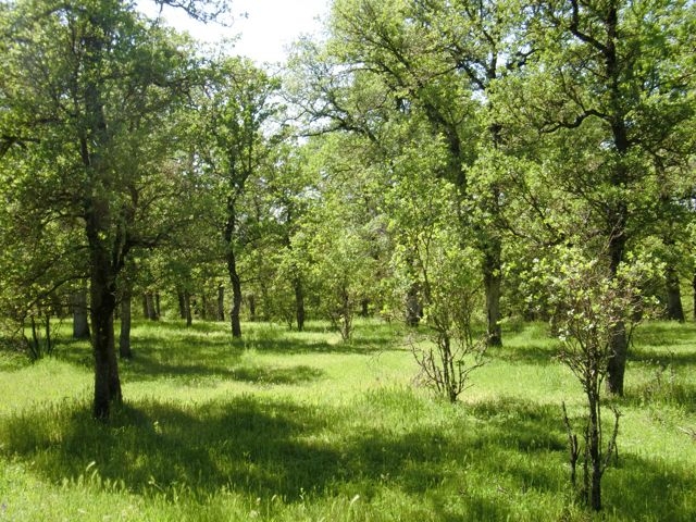 Oak woodland scenery